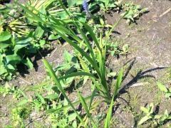 (Branched Bur-Reed)