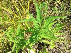 (Blue Vervain)