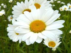 (Ox-eye Daisy)