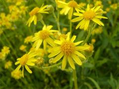 (Balsam Ragwort)