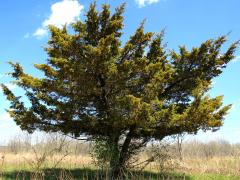 (Eastern Red Cedar)