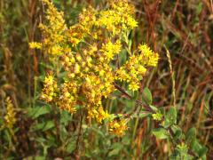 (Stiff Goldenrod)