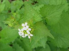 (Garlic Mustard)