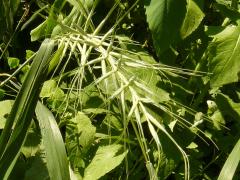 (Bottlebrush Grass)