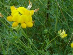 (Bird's-foot Trefoil)