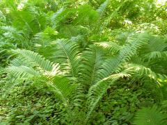 (Cinnamon Fern)