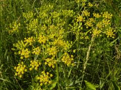 (Wild Parsnip)