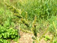 (Rough Barnyard Grass)