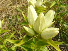 (Cream Gentian)