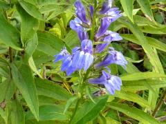 (Great Blue Lobelia)