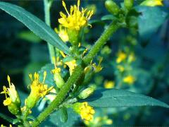 (Zigzag Goldenrod)