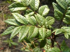 (Prickly Ash)