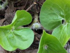 (Wild Ginger) bud