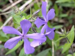 (Woodland Phlox)