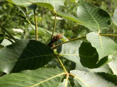 (Shagbark Hickory) bud