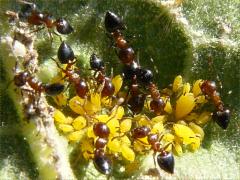 Small-lined Acrobat Ant Oleander Aphid on Common Milkweed