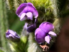 (Soybean) flowers