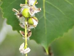 (Cottonwood) fruit