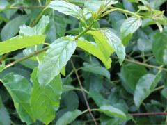 (Common Buckthorn)