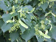 (American Linden) fruit