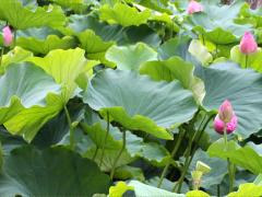 (Sacred Lotus) leaves