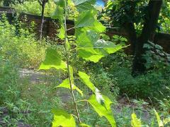 (Korean Mulberry)