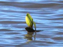 (Red Mangrove)