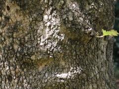 (Oriental Plane) trunk