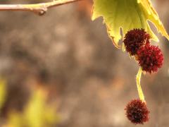 (Oriental Plane) flower clusters