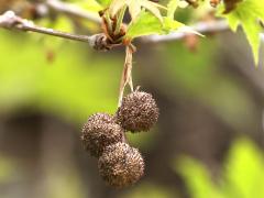 (Oriental Plane) fruit clusters