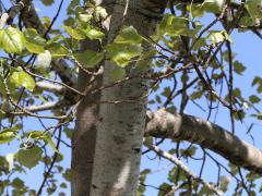 (White Poplar) trunk