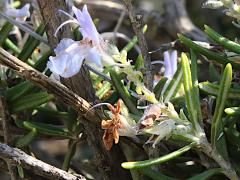 (Rosemary) flowers