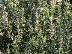 (Rosemary) shrub