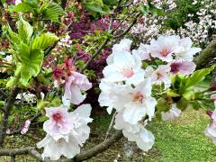 (Taiwan Cherry) blossoms