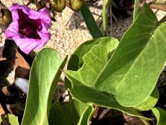 (Seaside Morning Glory) plant