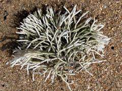 (Tricleocarpa Red Algae) colony