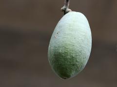 (Silk Floss Tree) fruit