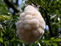 (Silk Floss Tree) kapok