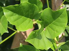 (Poisonous Sea Bean) leaves