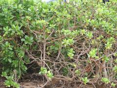 (Beach Naupaka) colony