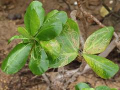 (Beach Naupaka) leaves