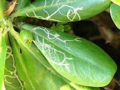 (Beach Naupaka) leaf