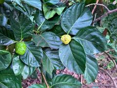 (Noni) fruit