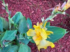 (Indian Shot) inflorescence