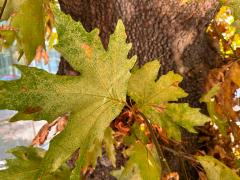 (Oriental Plane) leaf