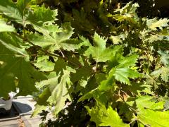 (Oriental Plane) leaves