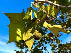 (Oriental Plane) fruit