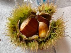 (Sweet Chestnut) fruit