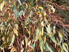 (River Redgum) leaves