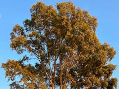 (River Redgum) tree